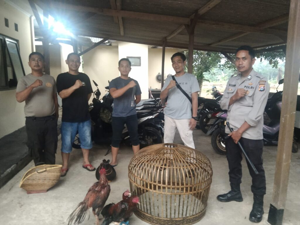 Polsek Cikedal, Polres Pandeglang, Berhasil Gerebek Aktivitas Judi Sabung Ayam di Kampung Kadu Sake 8 WhatsApp Image 2024 06 18 at 23.55.39