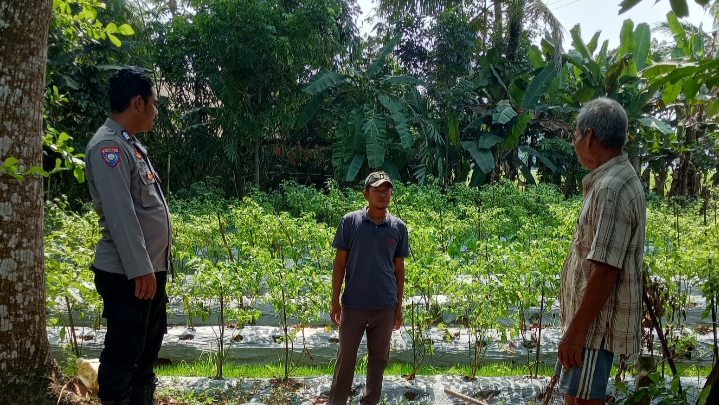 Bhabinkamtibmas Polsek Patia Sambangi Petani di Desa Idaman, Ajak Sukseskan Program Ketahanan Pangan 9 IMG 20250613 220013