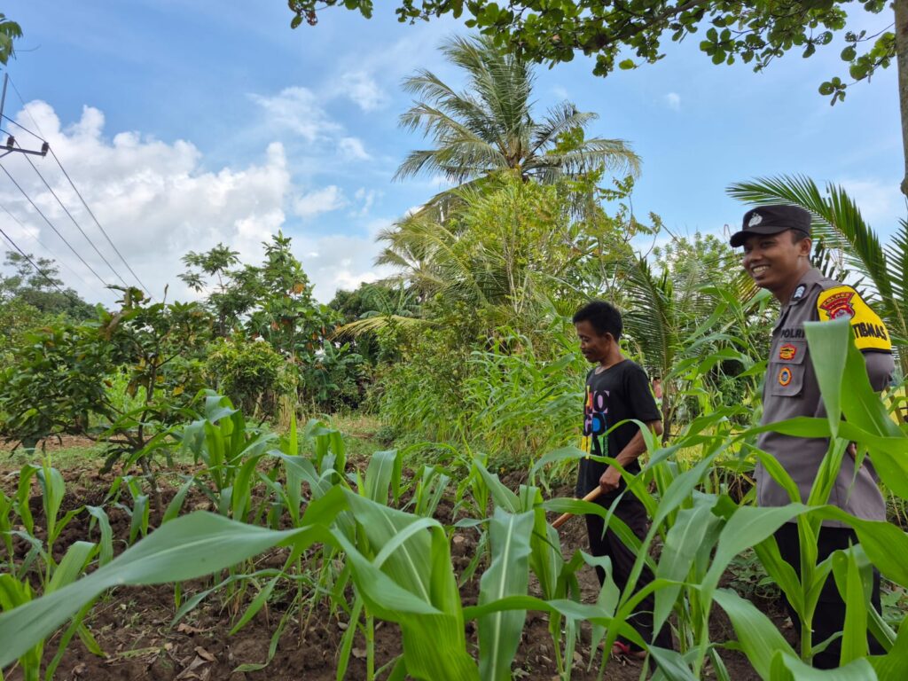Dukung Ketahanan Pangan, Bhabinkamtibmas Polsek Patia Sambangi Petani di Desa Idaman 4 WhatsApp Image 2025 06 17 at 13.07.24